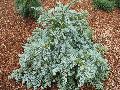 Henry Flwler Colorado Spruce / Picea pungens glauca 